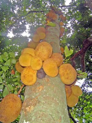 A Voz da Floresta 2025